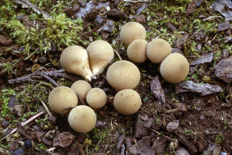 Lycoperdon pyriforme